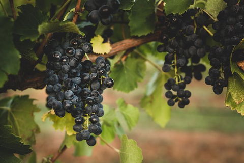 Hideaway Private Tours Hunter Valley - Lismore Accommodation 9