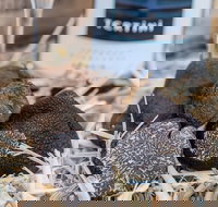 Truffle Hunts with Lunch - Southern Highlands - Lismore Accommodation