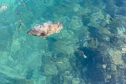 Aquascene Magnetic Island Discovery Tour - Lismore Accommodation 6