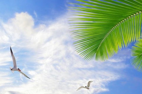 Airport Transfer - Mission Beach To Cairns Airport - Lismore Accommodation 4