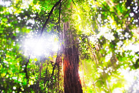 Airport Transfer - Mission Beach To Cairns Airport - Lismore Accommodation 1