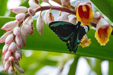 Australian Butterfly Sanctuary- Virtual Interactive Tour With Private Guide - Lismore Accommodation 0