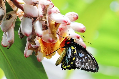 Australian Butterfly Sanctuary- Virtual Interactive Tour With Private Guide - Lismore Accommodation 7