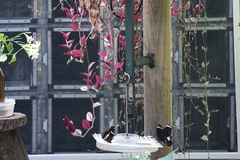 Australian Butterfly Sanctuary- Virtual Interactive Tour With Private Guide - Lismore Accommodation 6