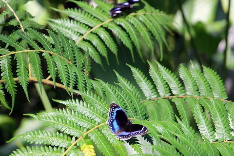 Australian Butterfly Sanctuary- Virtual Interactive Tour With Private Guide - Lismore Accommodation 3