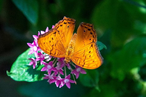 Australian Butterfly Sanctuary- Virtual Interactive Tour With Private Guide - Lismore Accommodation 1