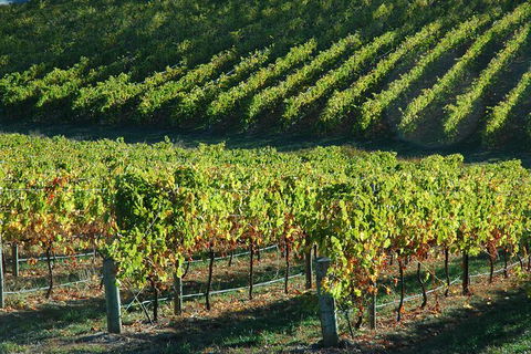 Adelaide Hills Wineries & Hahndorf - Lismore Accommodation 10