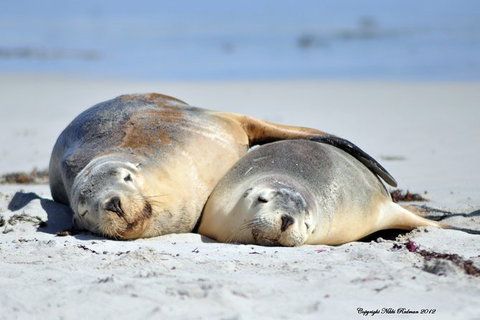 NEW TOUR - Kangaroo Island Road To Recovery Tour (1 Day/1 Night) - Lismore Accommodation 3