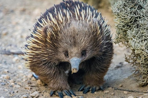 The Great Ocean Road 1 Day Private Sunset Tour - Lismore Accommodation 2