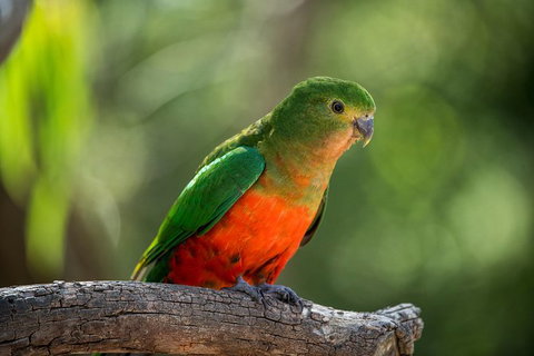 The Great Ocean Road 1 Day Private Sunset Tour - Lismore Accommodation 4