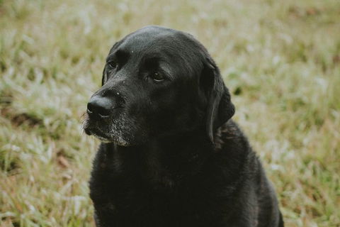 Daylesford Private, Corporate, Group Wine Tours: Wine, Cider, Gin, Vodka, Port! - Lismore Accommodation 4