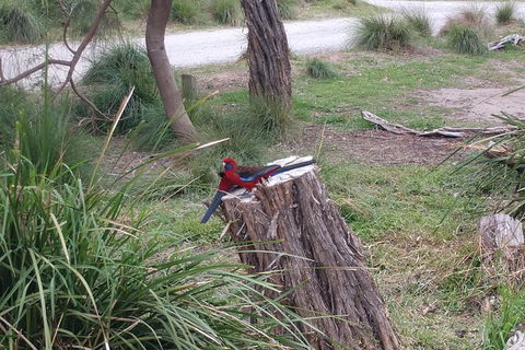 Wilsons Promontory Brainstorming Escape - Lismore Accommodation 5
