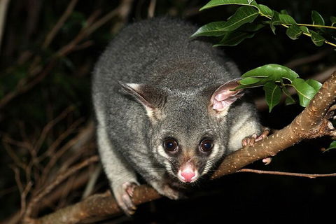 Wilsons Promontory Brainstorming Escape - Lismore Accommodation 3