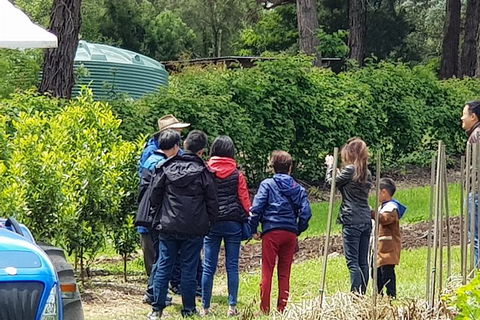 Day Tour Of Yarra Valley Puffing Billy And Rayners Orchard - Lismore Accommodation 16