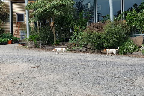 Day Tour Of Yarra Valley Puffing Billy And Rayners Orchard - Lismore Accommodation 21