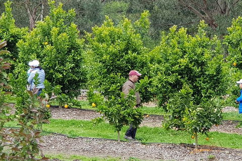 Day Tour Of Yarra Valley Puffing Billy And Rayners Orchard - Lismore Accommodation 34