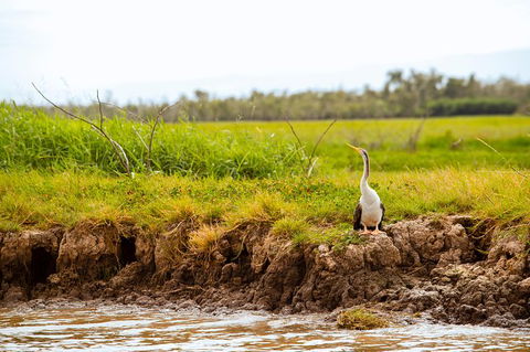 Darwin City Sights And Jumping Crocodile Cruise - Lismore Accommodation 5