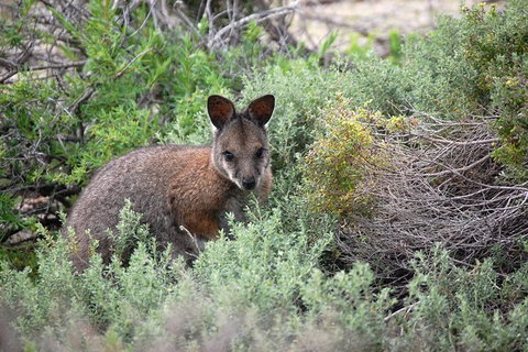 Pink Lake + Abrolhos Islands Nature Tour - Lismore Accommodation 2