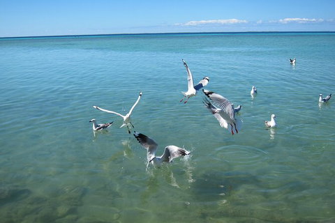 Pink Lake + Abrolhos Islands Nature Tour - Lismore Accommodation 4