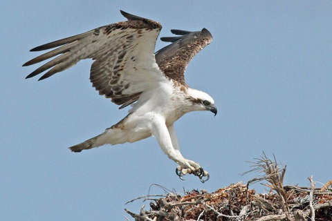 Pink Lake + Abrolhos Islands Nature Tour - Lismore Accommodation 5