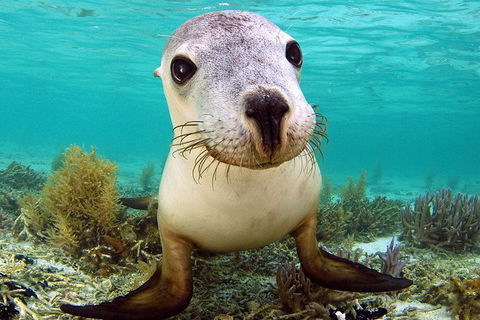Abrolhos Islands 5 Day Tours - Lismore Accommodation 6