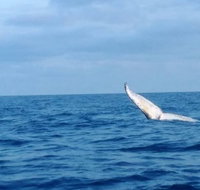 Whale Watching boat tour in Geraldton - Lismore Accommodation