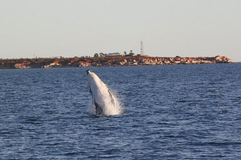 AOC Broome Whale Watching - Lismore Accommodation 2