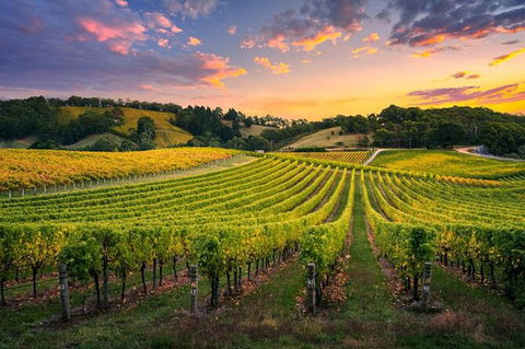 Swan Valley Sunset Wine Tour - Premium Small Group Tour - Lismore Accommodation 0