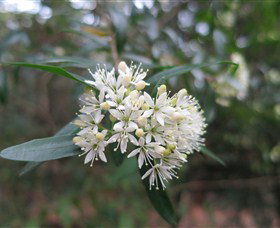 Booderee National Park - Lismore Accommodation 0