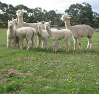 Blackgate Lodge Alpaca Stud - Lismore Accommodation