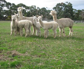 Blackgate Lodge Alpaca Stud - Lismore Accommodation 0