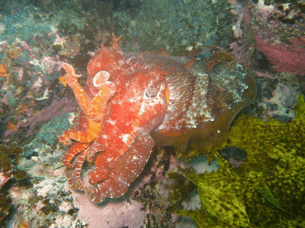 Jervis Bay Dive Charters - Lismore Accommodation