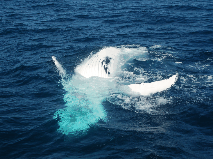 Dolphin Wild Cruises - Lismore Accommodation