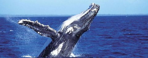 Aristocat Snorkel And Scuba Port Douglas - Lismore Accommodation 2