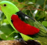 Birdworld Kuranda - Lismore Accommodation