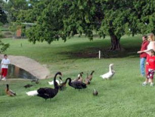 Anzac Park And Ululah Lagoon - Lismore Accommodation 0