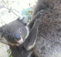 West Oz Wildlife Petting Zoos - Lismore Accommodation