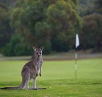 Anglesea Golf Club - Lismore Accommodation