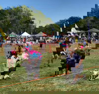 Dogs in the Park Orange - Lismore Accommodation