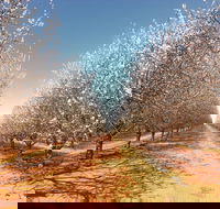 Mallee Almond Blossom Festival - Lismore Accommodation