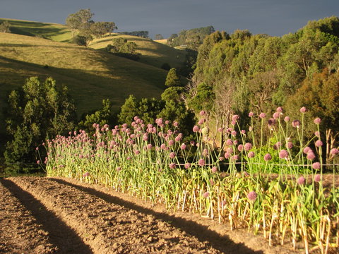 Meeniyan Garlic Festival - Lismore Accommodation 1