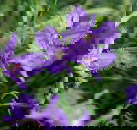 Our Campbelltown - Lismore Accommodation