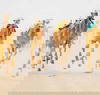 The Quirindi Camel Cup