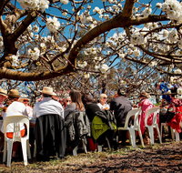 Young Cherry Blossom Long Lazy Lunch - Lismore Accommodation