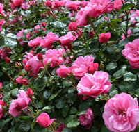 2020 Woolmers Estate Festival of Roses - Lismore Accommodation