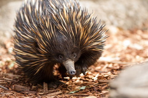 Aussie Wildlife Course - July/August/September - Lismore Accommodation 0