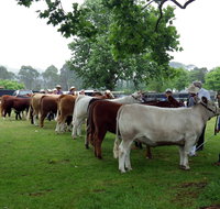 Dorrigo Agricultural Show - Lismore Accommodation