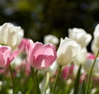 Floriade Reimagined - Lismore Accommodation