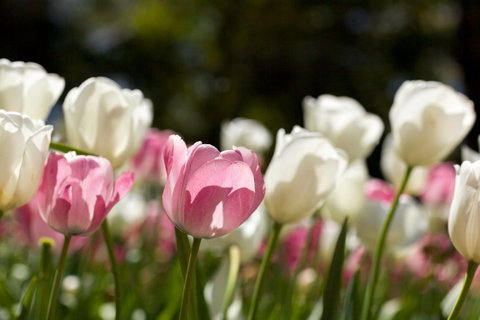 Floriade: Reimagined - Lismore Accommodation 0