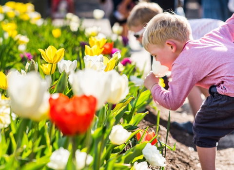 Floriade: Reimagined - Lismore Accommodation 1